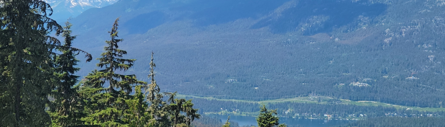 Western Spruce Budworm Whistler July 2025