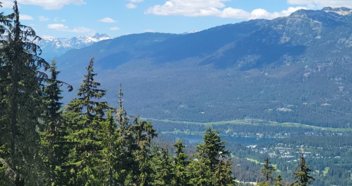 Western Spruce Budworm Whistler July 2025