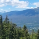 Western Spruce Budworm Whistler July 2025