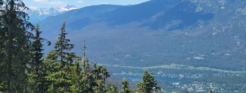 Western Spruce Budworm Whistler July 2025